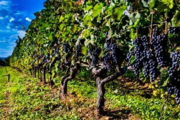 PRESTIGIOUS PORTUGUESE WINES